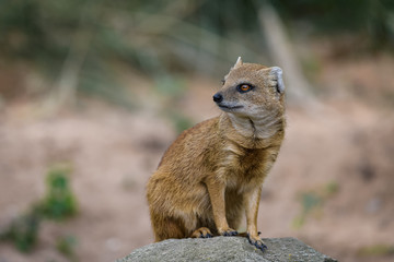 Closeup of a fox mongoose