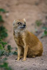 Closeup of a fox mongoose