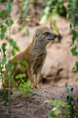 Closeup of a fox mongoose