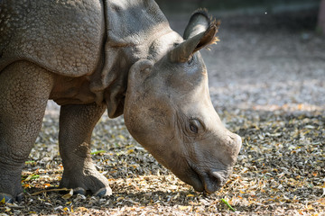 Closeup of an indian rhinoceros calf eating