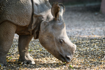 Closeup of an indian rhinoceros calf eating
