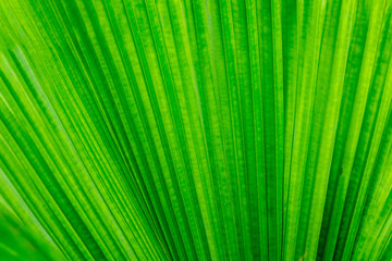 Obraz premium Green leaf closeup background