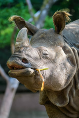 Fototapeta premium Closeup of a female indian rhinoceros eating
