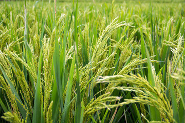 Rice in paddy fields