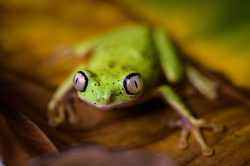 Lemur tree frog on a banana leaf