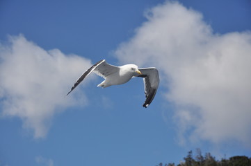 Gaviota Volando