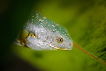 Splendid leaf frog on a banana leaf