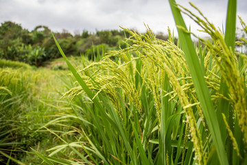 Rice in paddy fields