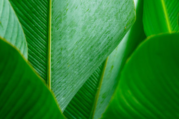 Green leaf closeup background