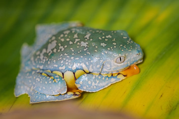 Splendid leaf frog on a banana leaf