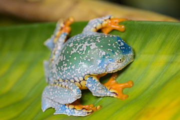 Splendid leaf frog on a banana leaf