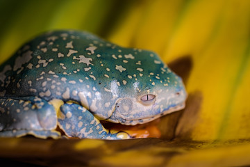 Splendid leaf frog on a banana leaf