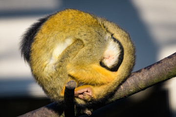Squirrel monkey with its young on its back