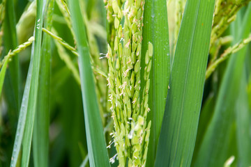 Rice flower