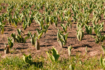 Flower bed with seedlings of tulips in early spring.