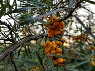 branch of seabuckthorn