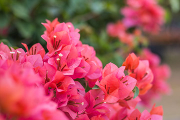 Close up  Bougainvillea vivid color and blurry background, for wall peper or background in moment sweet spring-summer