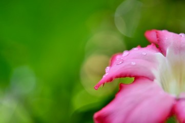 Fototapeta premium Close up of Pink bignonia flowers on background,Azalea flowers on a tree with water drops and bokeh background, space for copy word to create postcard