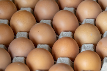 Closeup chicken eggs