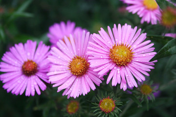 Bunch of pInk Aster Frikarti flowers covered by rain drops in the garden

