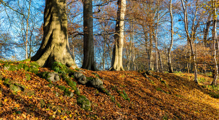 Autumn leaves in Hovingham woods - 228689674
