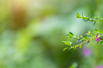 Green leaves in the forest