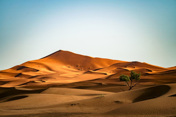 Fototapeta na wymiar Tree in the Sahara desert, Merzouga, Morocco