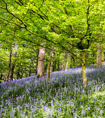 Spring bluebells in Bransdale Hall woods - 228690212
