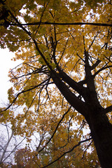tree in autumn
