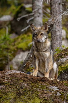 Close up portrait of a grey wolf (Canis Lupus) also known as Timber wolf displaying an agressive facial dominant expression in the Canadian forest during the summer months.