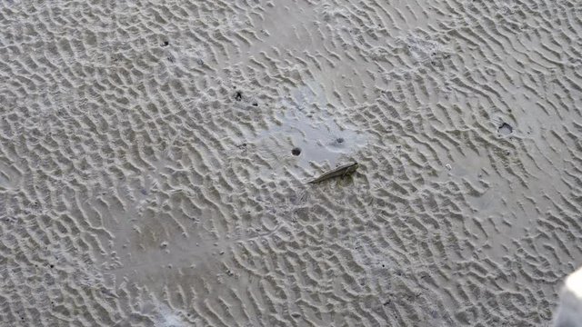 Mud skipper flying on the mud.