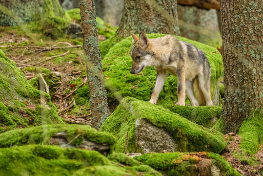 Close up portrait of a grey wolf (Canis Lupus) also known as Timber wolf displaying an agressive facial dominant expression in the Canadian forest during the summer months.