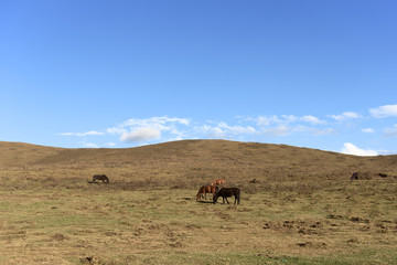 Fototapeta na wymiar herd of cows grazing in the mountains