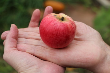 red apple in hand