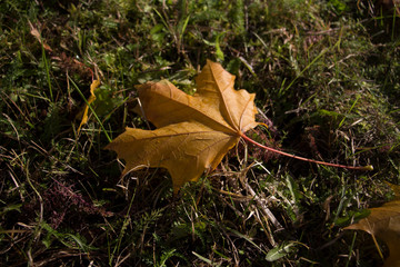 autumn leaves on green grass