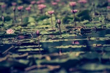 Fototapeten Pistazie Beautiful waterlily or lotus flower in pond.  © n_u_t