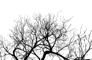 dark tone of treetop isolated on white background