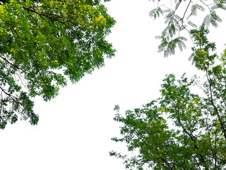 green leaf of treetop isolated on white background
