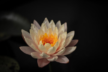 Beautiful waterlily or lotus flower in pond.