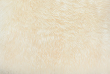 background and textured of real white cream wool sheep