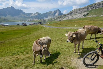 Cows in front of lake and village at Melchsee-Frutt on Switzerland
