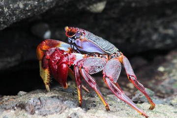 TIERE_6285_rote_Klippenkrabbe