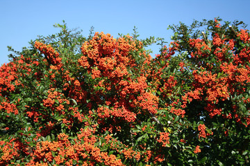 Pyracantha hedge with beautiful ripe red berries in autumn against blue sky
