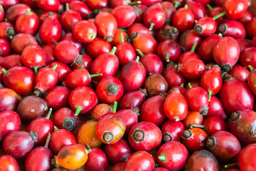 Canker Rose Berries, Bright Red Background.