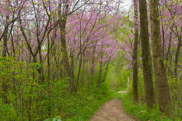 Spring Time Purple Flower Trees
