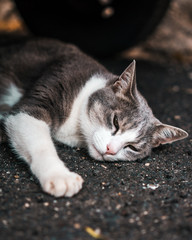 Cat in France