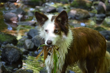 Collie in the River