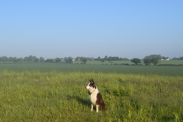 Obraz premium Collie on the lookout