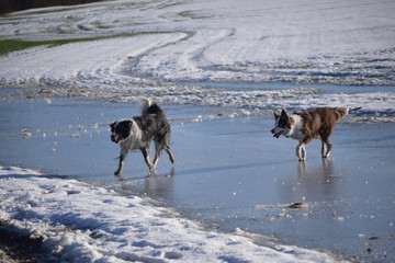 2 dogs on the ice