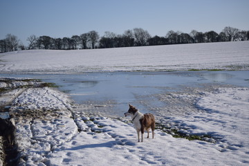 dog in the snow